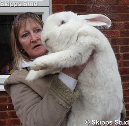 Giant rabbits hot sale for sale